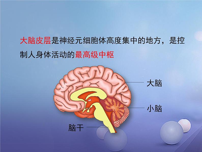 北师大版七下生物 12.1神经系统与神经调节 课件第5页