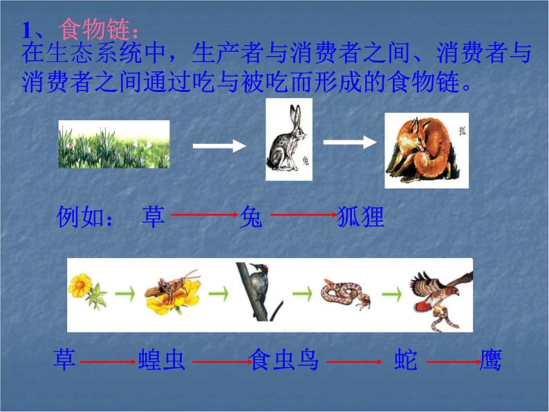 北师大版八下生物 23.3生态系统的结构和功能 课件07