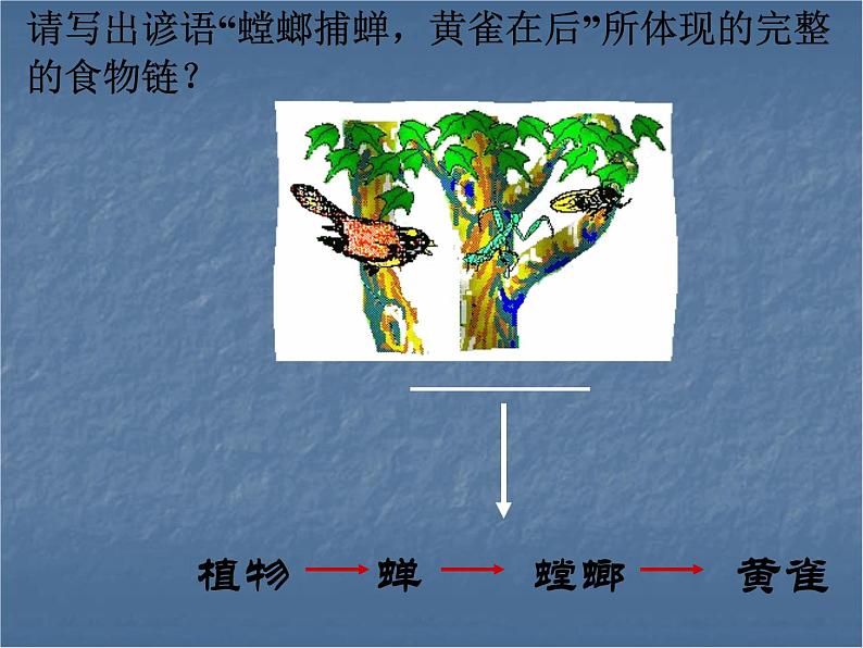 北师大版八下生物 23.3生态系统的结构和功能 课件08