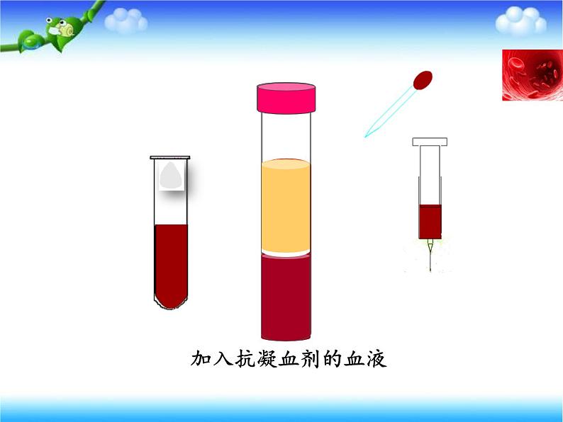 济南版七下生物 3.1物质运输的载体 课件第5页