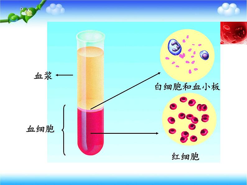 济南版七下生物 3.1物质运输的载体 课件第6页