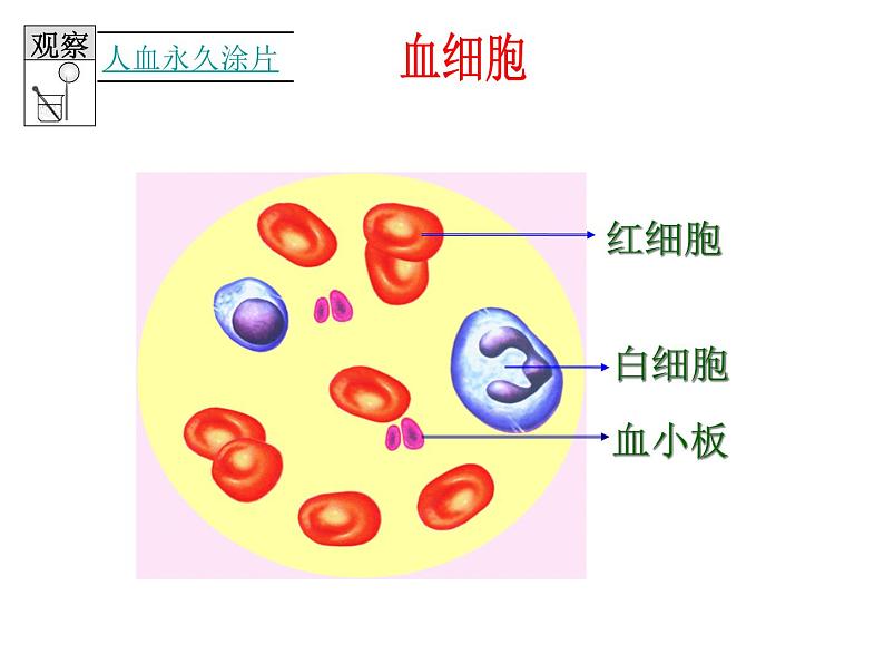 济南版七下生物 3.1物质运输的载体 课件05