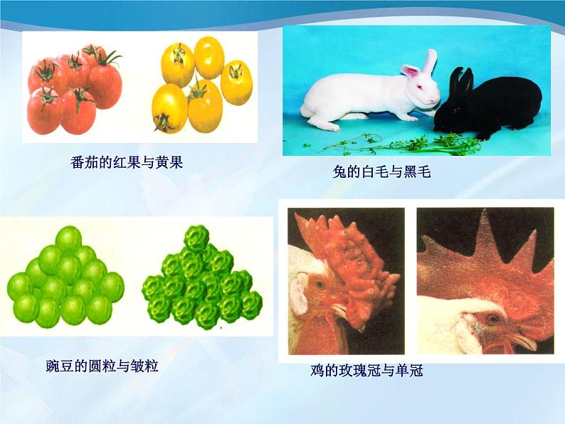 冀教版八下生物 6.2.1遗传 课件第5页