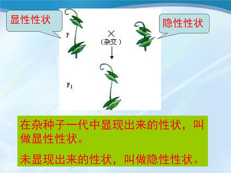 冀教版八下生物 6.2.1遗传 课件第8页