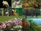 冀教版八下生物 7.2.1生态系统的组成和类型 课件