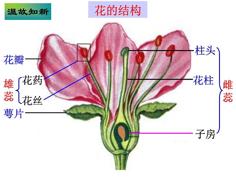 冀教版八下生物 6.1.1被子植物的生殖 课件06