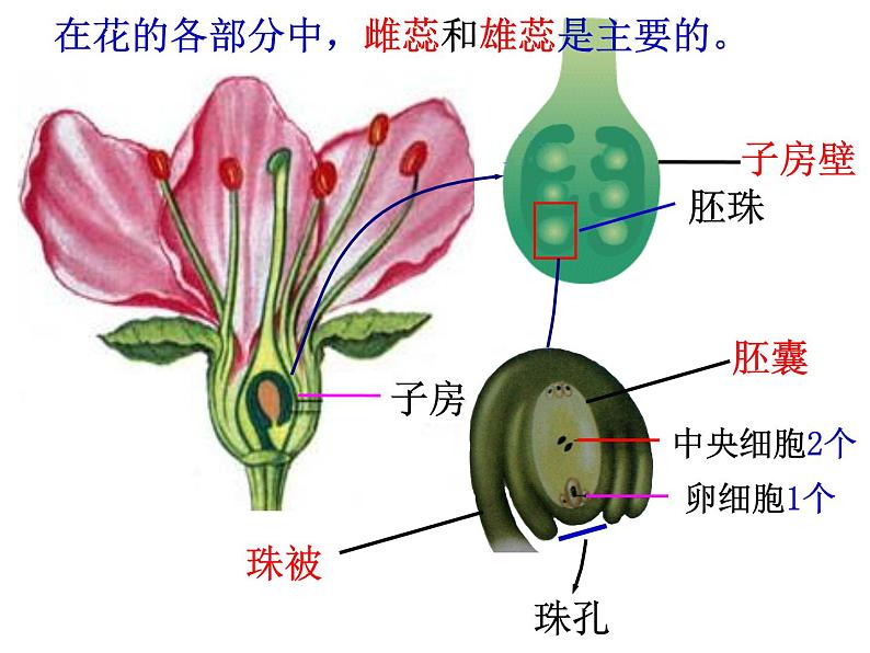 冀教版八下生物 6.1.1被子植物的生殖 课件08