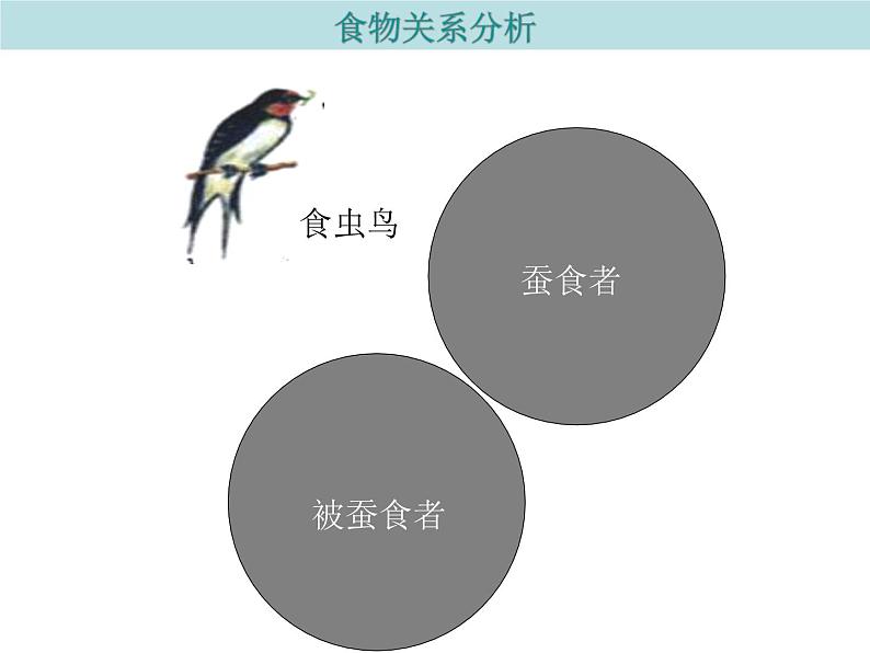 冀教版八下生物 7.2.2食物链和食物网 课件07