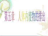 人教版七下生物 5人体内废物的排出 课件