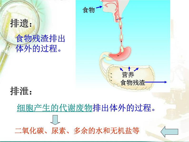 人教版七下生物 5人体内废物的排出 课件第5页