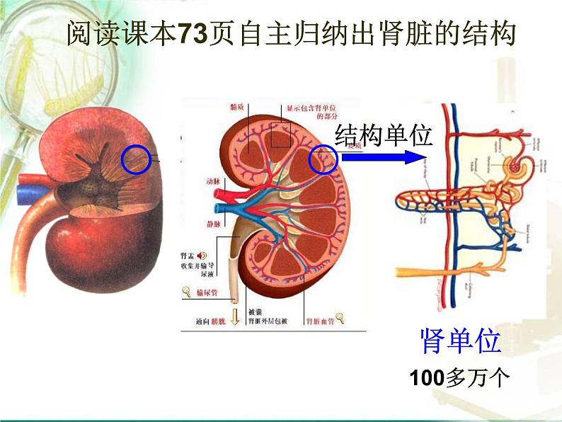 人教版七下生物 5人体内废物的排出 课件第7页