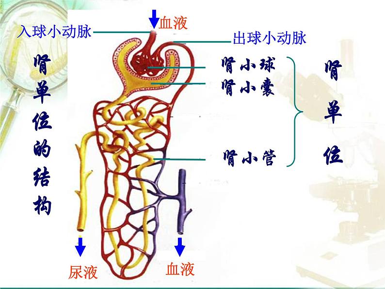 人教版七下生物 5人体内废物的排出 课件第8页