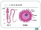 人教版七下生物 1.2人的生殖 课件