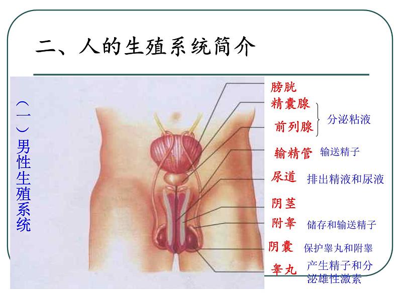 人教版七下生物 1.2人的生殖 课件03