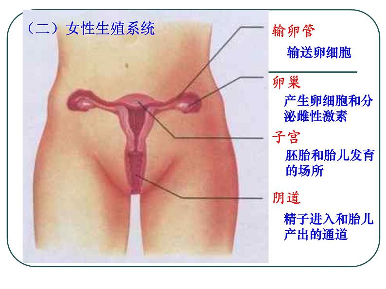 人教版七下生物 1.2人的生殖 课件05