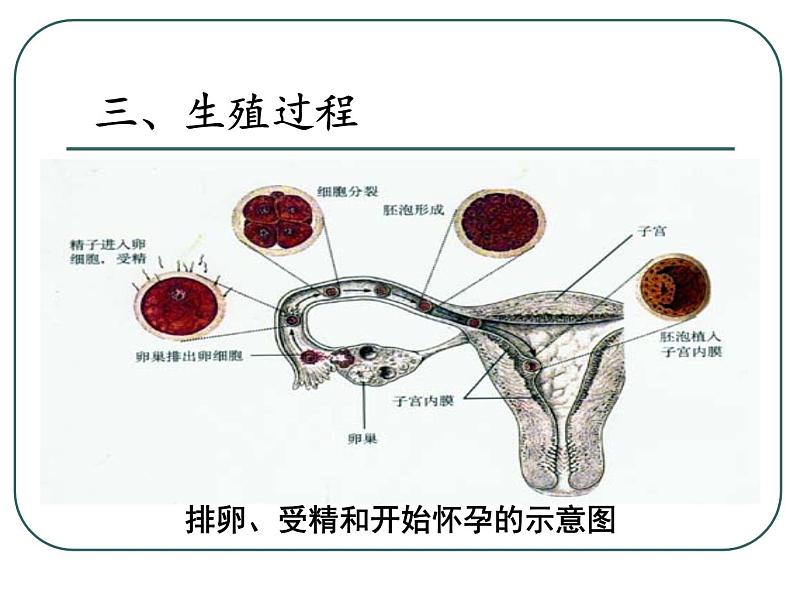 人教版七下生物 1.2人的生殖 课件06