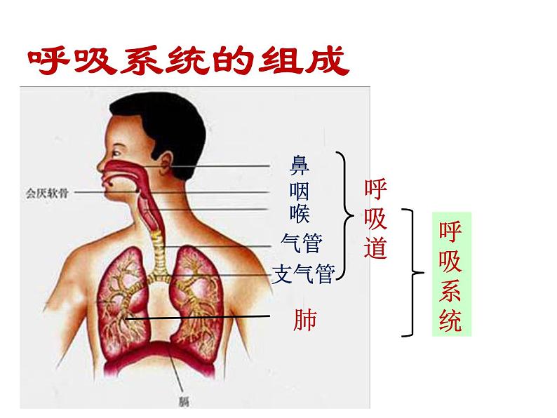 人教版七下生物 3.1呼吸道对空气的处理 课件02