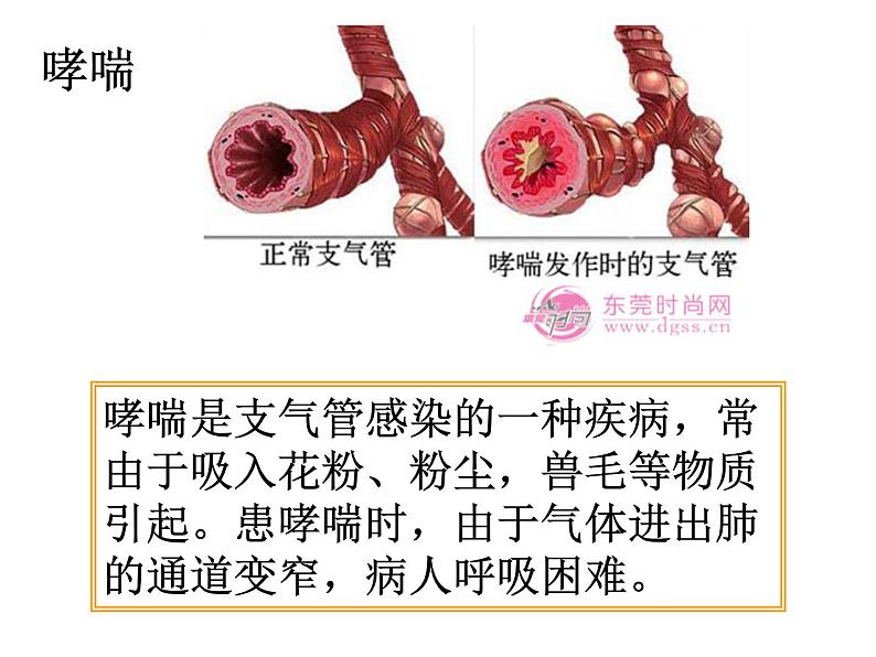 人教版七下生物 3.1呼吸道对空气的处理 课件04