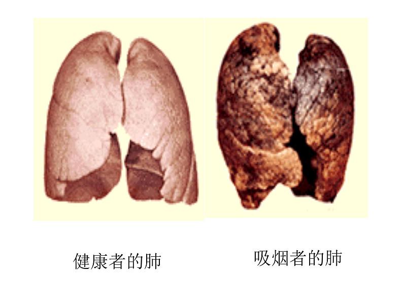 人教版七下生物 3.1呼吸道对空气的处理 课件07