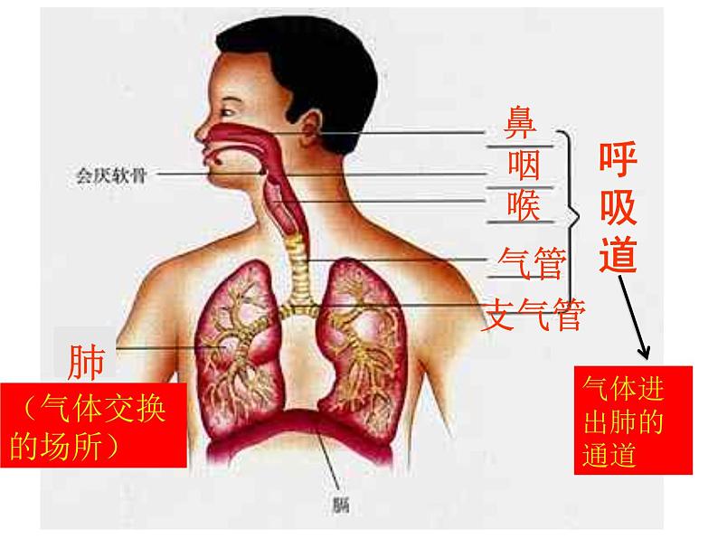 人教版七下生物 3.1呼吸道对空气的处理 课件第3页