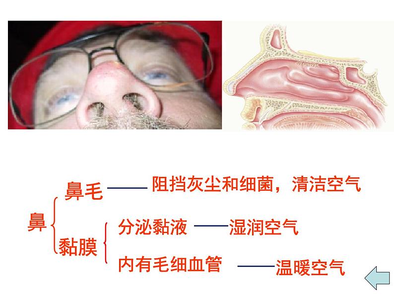 人教版七下生物 3.1呼吸道对空气的处理 课件第7页