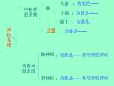 人教版七下生物 6.2神经系统的组成 课件