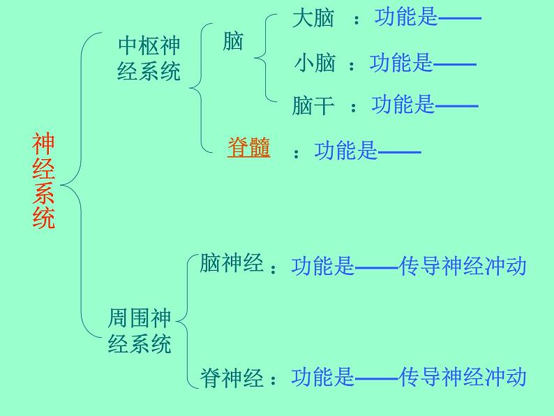 人教版七下生物 6.2神经系统的组成 课件第2页