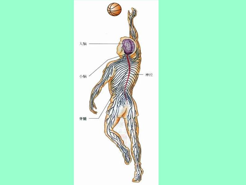 人教版七下生物 6.2神经系统的组成 课件第3页