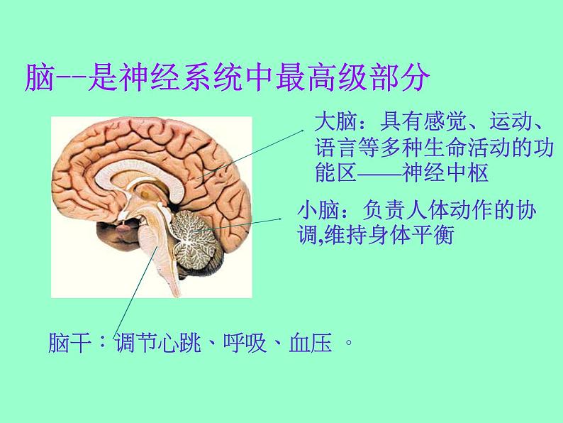 人教版七下生物 6.2神经系统的组成 课件第4页