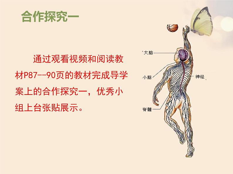 人教版七下生物 6.2神经系统的组成 课件第5页