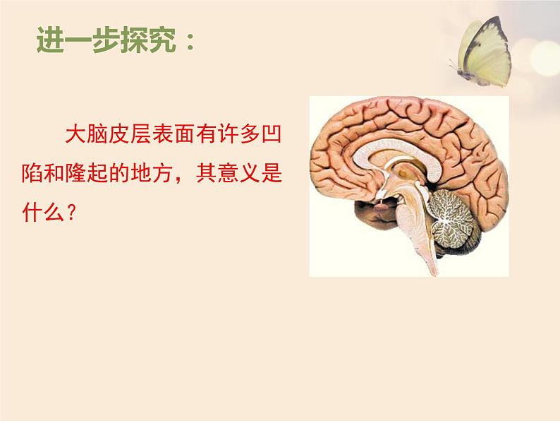 人教版七下生物 6.2神经系统的组成 课件第7页