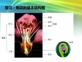 人教版八下生物 7.1.1植物的生殖 课件