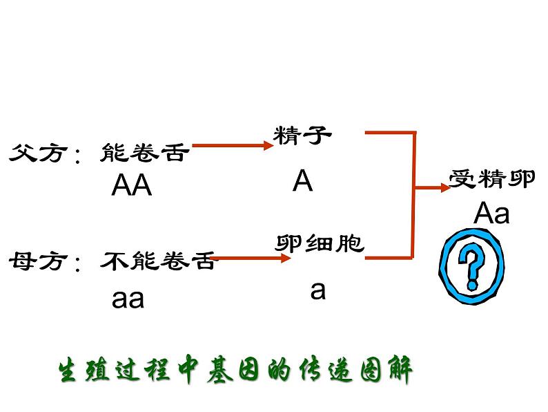 人教版八下生物 7.2.3基因的显性和隐性 课件08