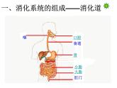 苏教版七下生物 9.2人体的消化与吸收 课件