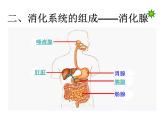 苏教版七下生物 9.2人体的消化与吸收 课件