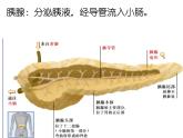 苏教版七下生物 9.2人体的消化与吸收 课件