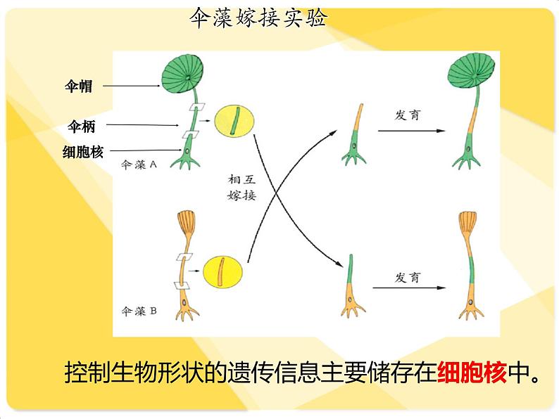 苏教版八下生物 22.1DNA是主要的遗传物质 课件08