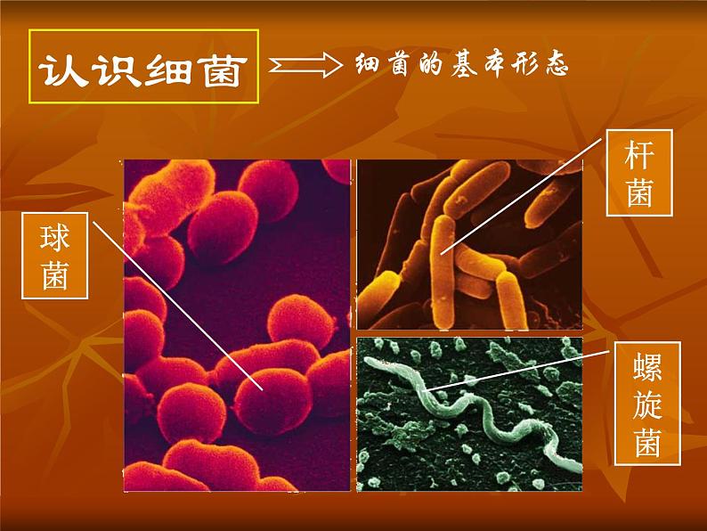 苏科版七下生物 13.2 土壤里的微生物 课件06