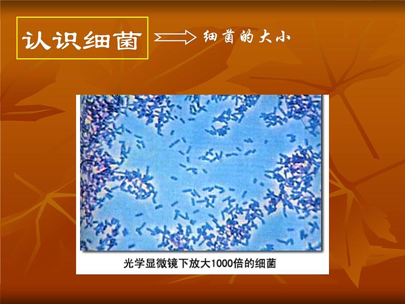 苏科版七下生物 13.2 土壤里的微生物 课件07