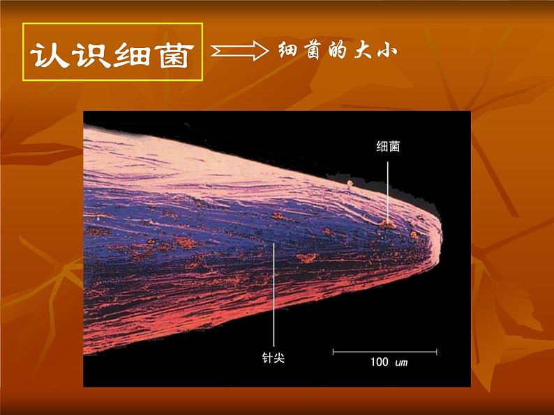 苏科版七下生物 13.2 土壤里的微生物 课件08