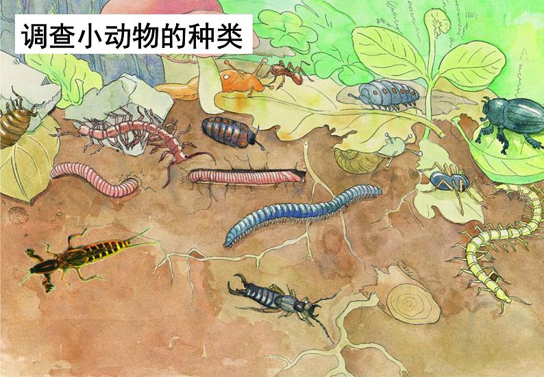 苏科版七下生物 13.1 土壤里的小动物 课件02