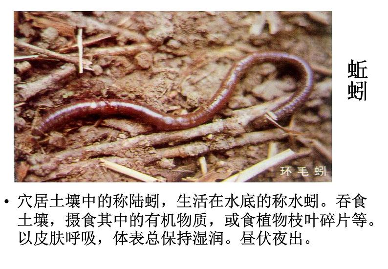 苏科版七下生物 13.1 土壤里的小动物 课件05