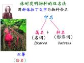 苏科版七下生物 14.1 生物的命名和分类 课件