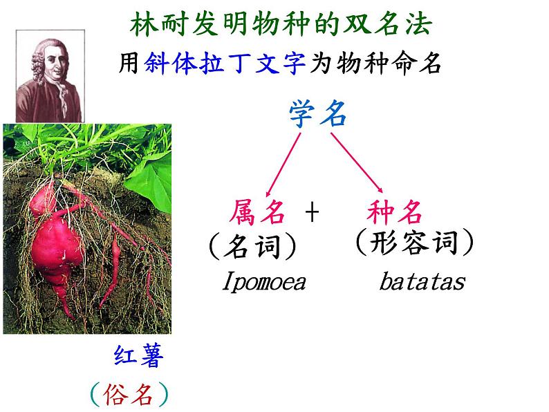 苏科版七下生物 14.1 生物的命名和分类 课件05