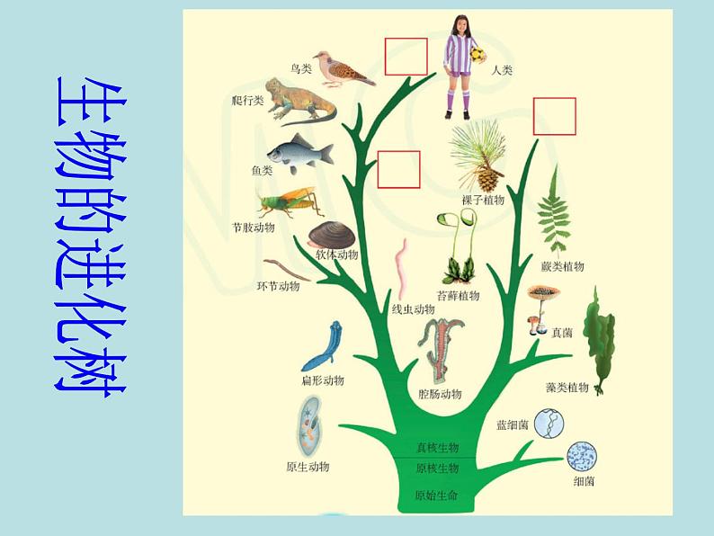 苏科版八下生物 23.3 生物进化的原因 课件02