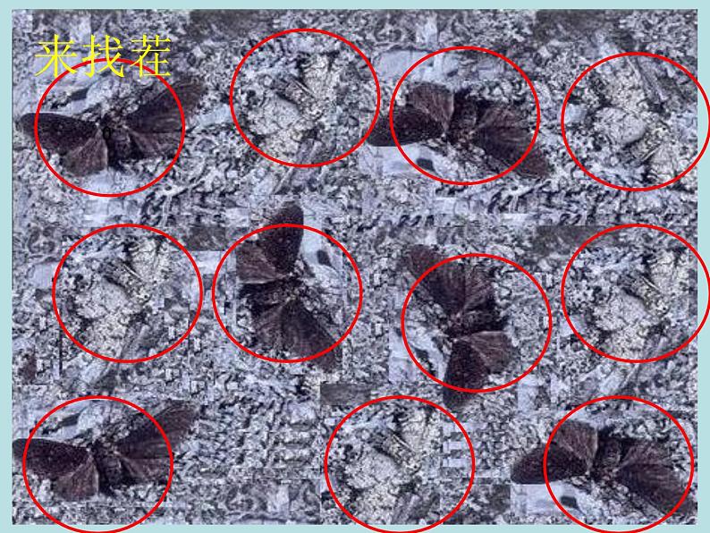 苏科版八下生物 23.3 生物进化的原因 课件08