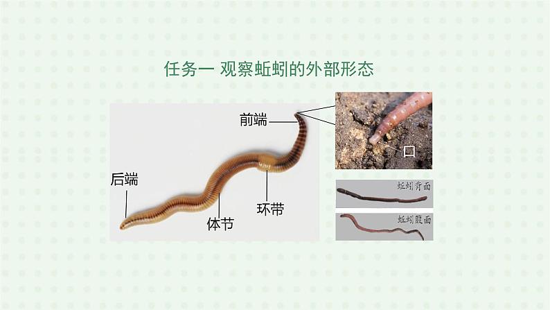 5.1.2《线形动物和环节动物》-课件06