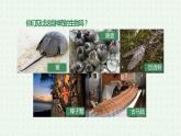 5.1.3《软体动物和节肢动物》（2）-课件