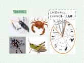 5.1.3《软体动物和节肢动物》（2）-课件