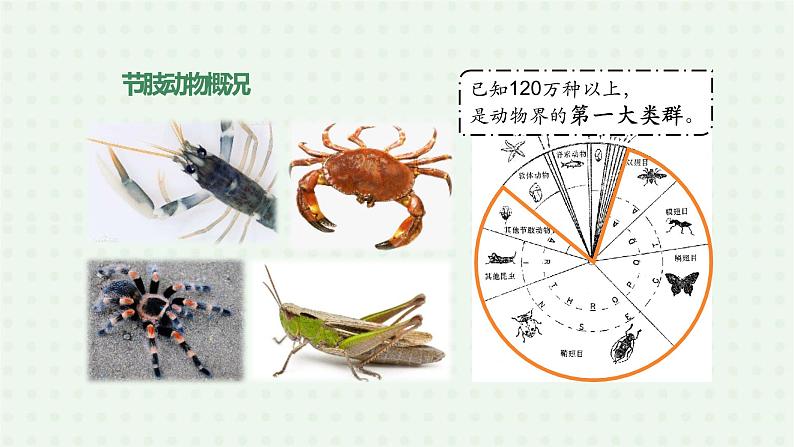 5.1.3《软体动物和节肢动物》（2）-课件03